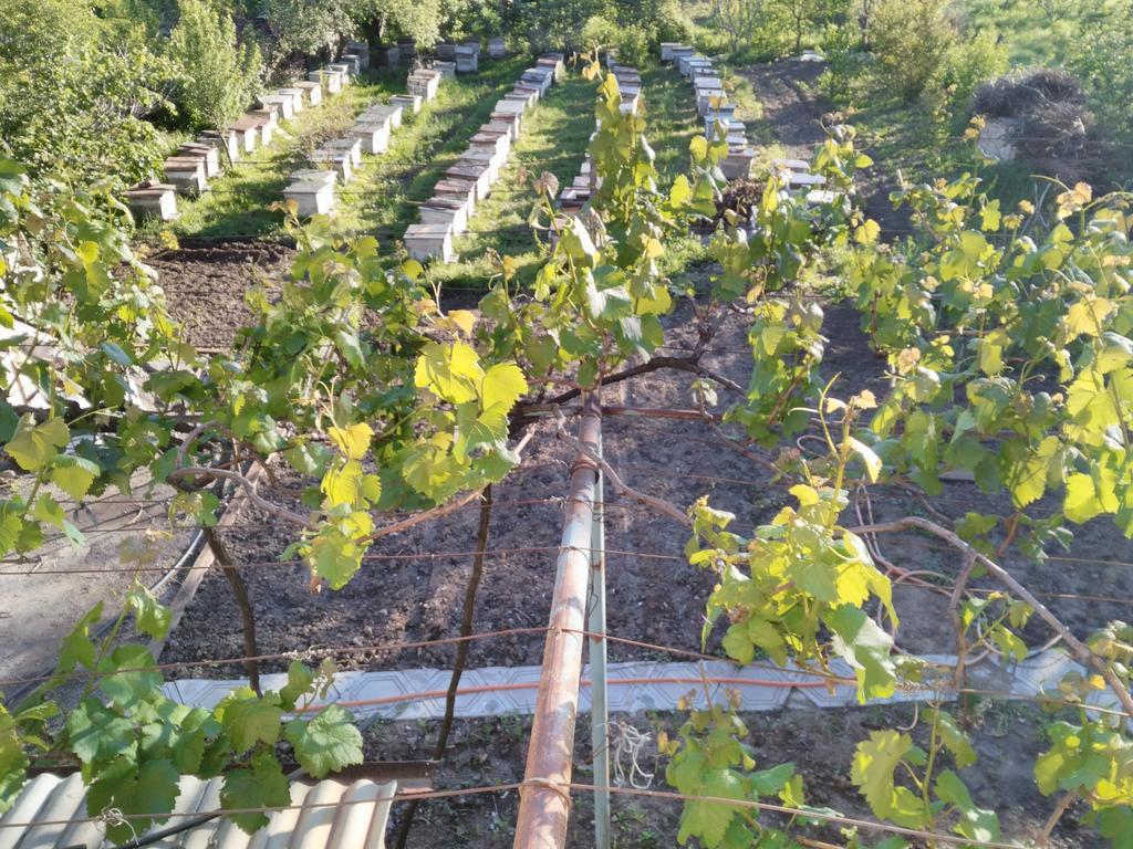 Gogi Dvalishvili Wine Cellar Gori Zewnętrze zdjęcie